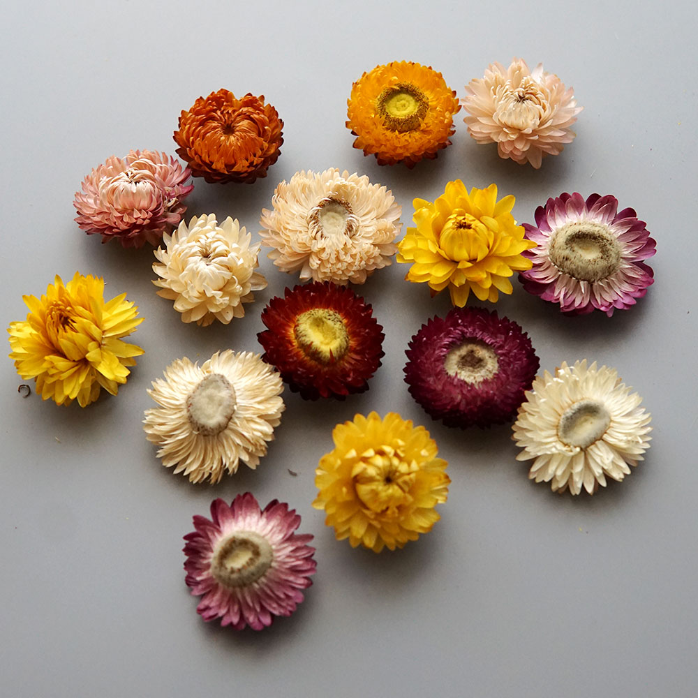 Doğal kurutulmuş renkli krizan - Candle Making Activity incelemesi ve fiyatı